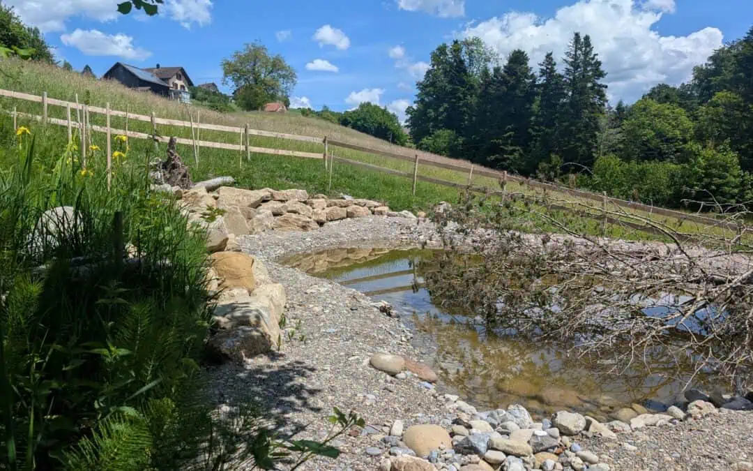 Trittsteinbiotop mit Laichgewässer in St.Gallenkappel SG